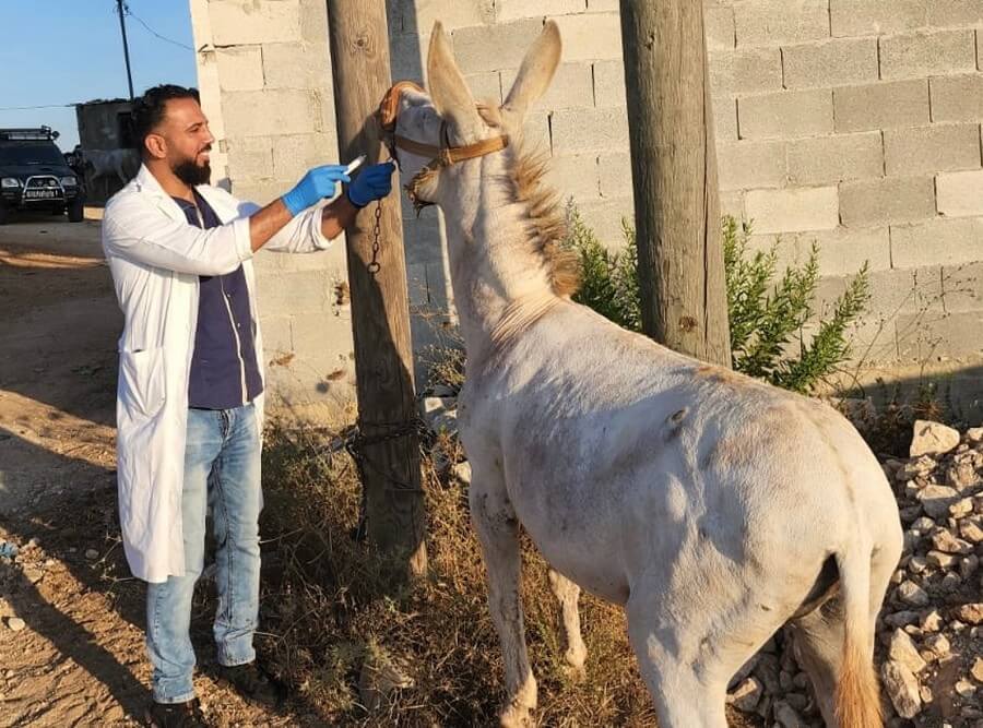 טיפול ווטרינרי בהתנדבות לבעלי חיים סובלים, פעילות התנדבות