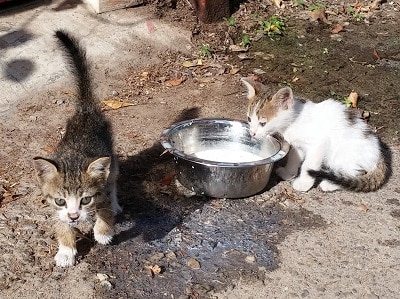 גורי חתולים מטופלים ע"י עמותות שונות שדואגות להם